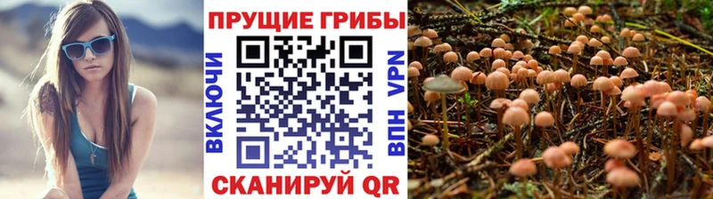 продажа наркотиков  Городовиковск  Псилоцибиновые грибы Psilocybine cubensis 